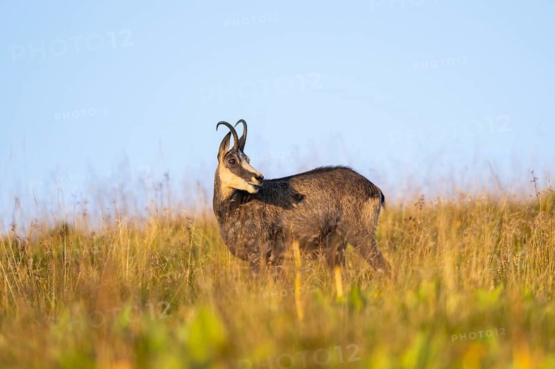 Chamois (Rupicapra rupicapra) on a meadow in the Vosges Mountains, wildlife, France