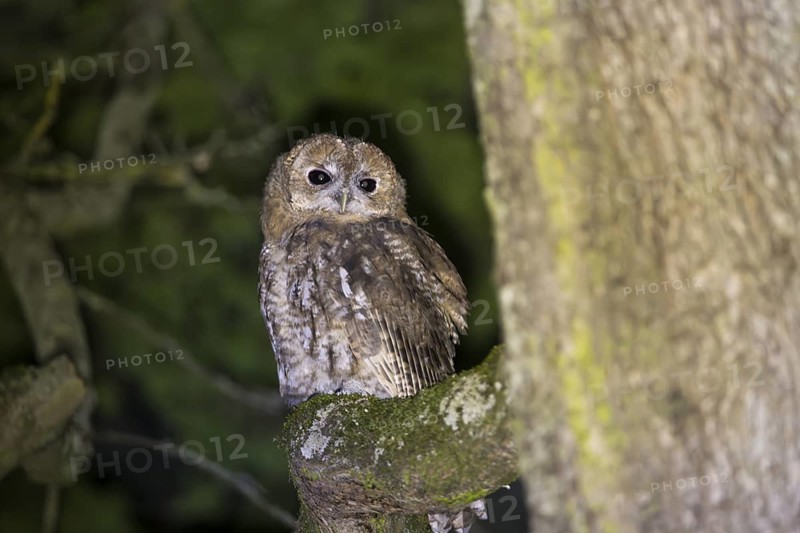 Tawny owl (Strix aluco), Westend Nord, Frankfurt am Main, Hesse, Germany
