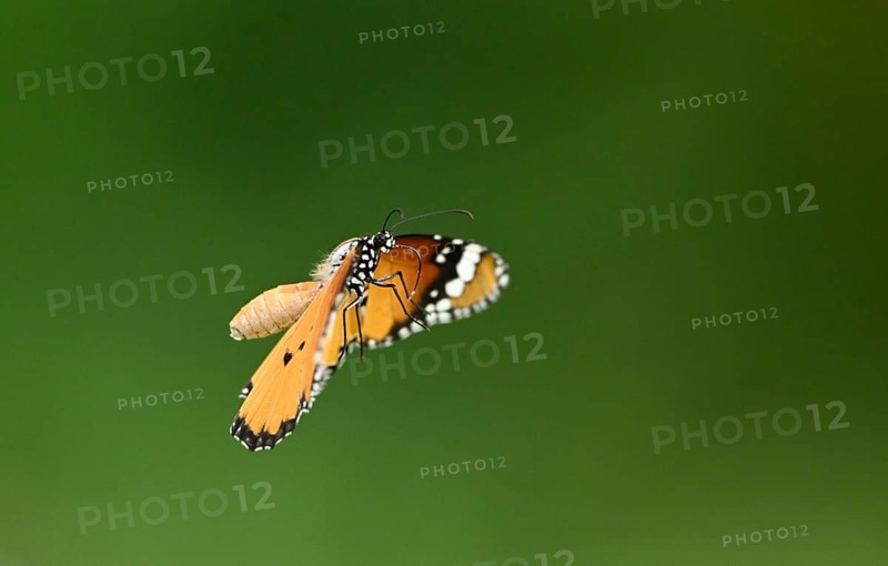 Plain Tiger butterfly (Danaus chrysippus), Sreepur, Gazipur, Bangladesh