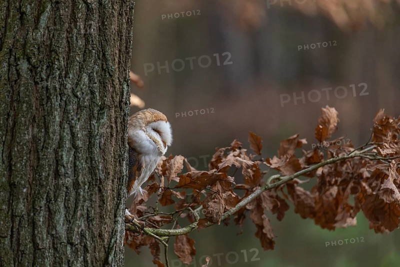 One barn owl (Tyto alba) sitting on a twig of a beech tree with some autumnal coloured leafs