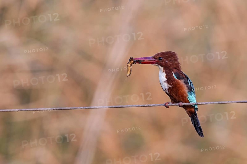 Brown kingfisher, (Halcyon smyrnensis), kingfisher, animals, birds, kingfisher family, Lahavot HaBashan Fish Ponds, Hula Valley, Northern District, Israel