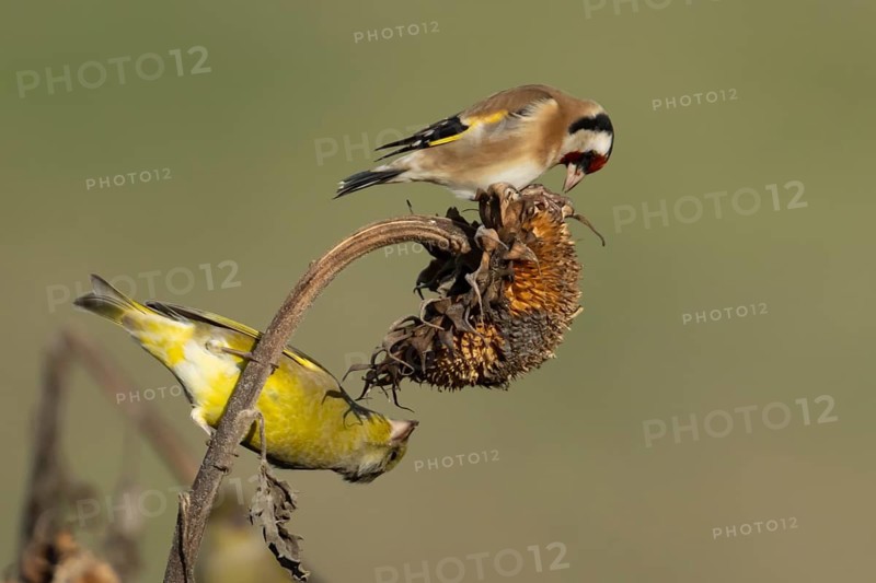 Greenfinch (Chloris chloris) and European goldfinch (Carduelis carduelis) adult garden birds feeding on sunflower seeds from a plant seedhead in winter, England, United Kingdom