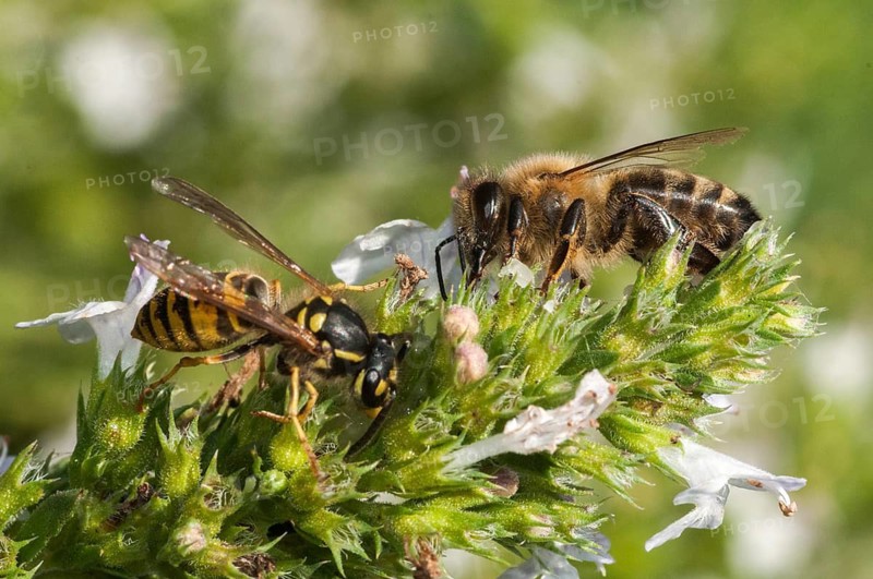 Apidae, Apis Mellifera, bees, real wasps, European honey bee, European honey bee, common wasp, hymenoptera, short-headed wasps, vespula vulgaris, western honey bee, yellow jacket, common wasp, wrinkle wasps, honey bee, honey bee, insects, wasp, wasp, wild bees