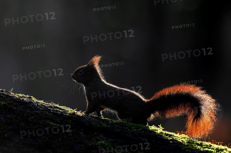 Squirrel (Sciurus vulgaris) in the light of the morning sun, sweet, cute, February, Germany