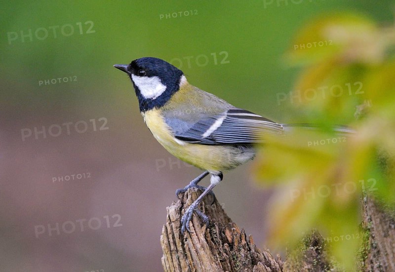 Great tit, great tit, parus major, birds, tits, passeri, songbirds, songbirds, tits, birds