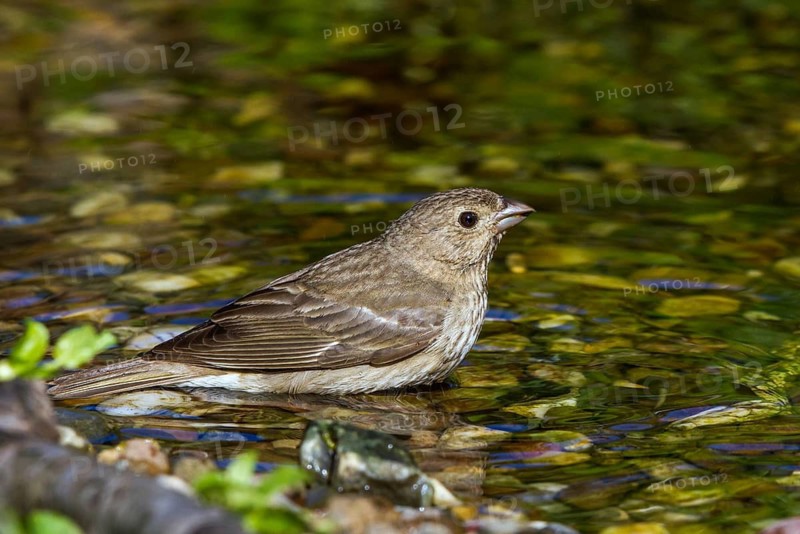Common Rosefinch (Carpodacus erythrinus) in waterhole, Mecklenburg-Western Pomerania, Germany