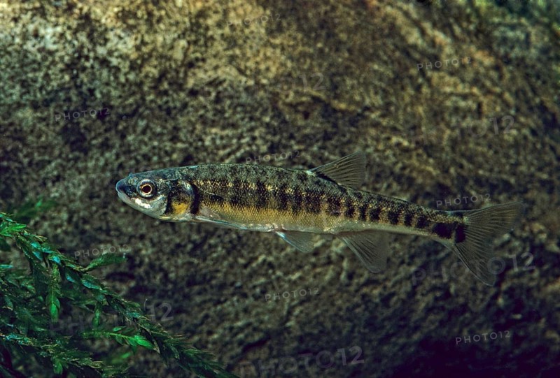 Bitterfish, minnow, Eurasian minnow, minnow, prille, phoxinus phoxinus, common minnow, fish, fishes, rivers, leo, pisces
