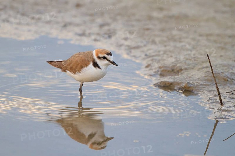 Kentish Plover (Charadrius alexandrinus) male, Mallorca, Spain