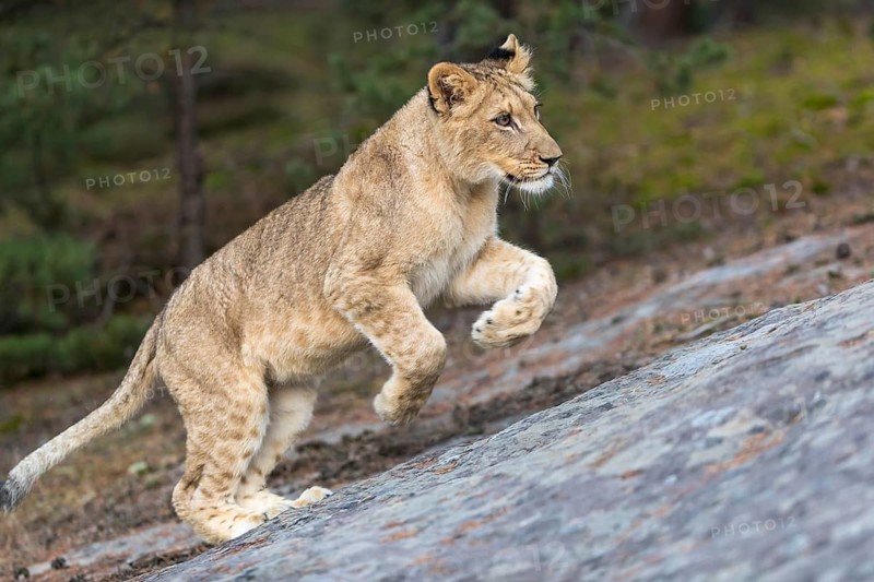 One female young lion (Panthera leo) running on a rocky plateau.Green vegetation in the background
