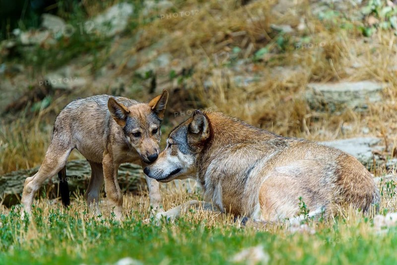 Timberwolf, wolf, American wolf (Canis lupus lycaon), Germany, wolf cubs interacting gently in a meadow in their natural habitat