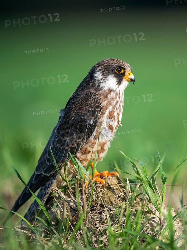 Falco vespertinus, red-footed falcon, red-footed falcon, birds, falconiformes, falcons, birds of prey, raptors, birds