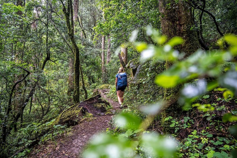 Tourist hiking through pristine mountain forest, Ukhahlamba-Drakensberg Park, KwaZulu-Natal, Drakensberg Mountains, South Africa