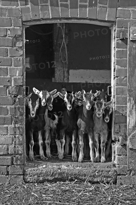 Goats (Capra aegagrus f. hircus) . Goat lambs in front of a stable door, organic farm, black and white, Othenstorf, Mecklenburg-Western Pomerania, Germany