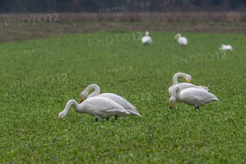 Whooper swans (Cygnus cygnus), Emsland, Lower Saxony, Germany