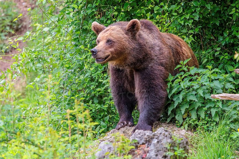 A female brown bear (Ursus arctos arctos) stands on a rock in dense vegetation in hilly terrain. Transylvania, Romania
