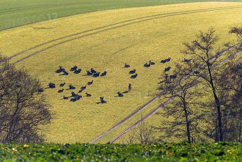 Artiodactyla, even-toed ungulate, mouflon, mouflon, mouflon, ovis gmelini musimon, cloven-hoofed, industrial agriculture, intensive agriculture, mammals, sheep, mammals, game