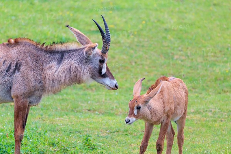 A female roan antelope (Hippotragus equinus) and her calf stand in a green meadow. South Africa
