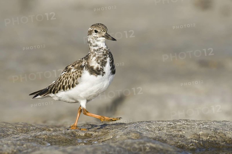 Ruddy Turnstone (Arenaria interpres), New Jersey, USA