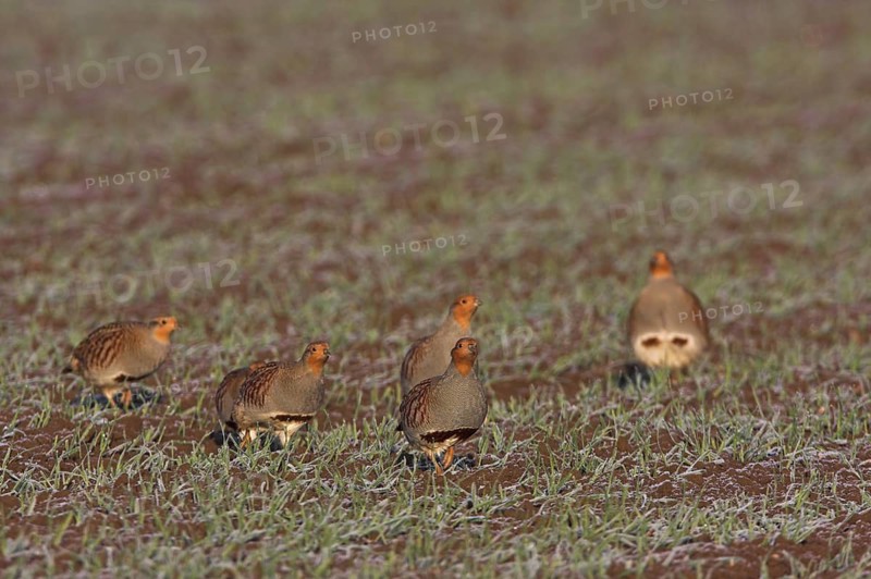 Grey Partridge (Perdix perdix), Rhineland-Palatinate, Germany