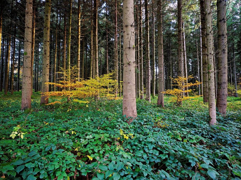 Yellow colored beech trees standing in pine forest, Lindenberg, Freiamt, Canton of Aargau, Switzerland