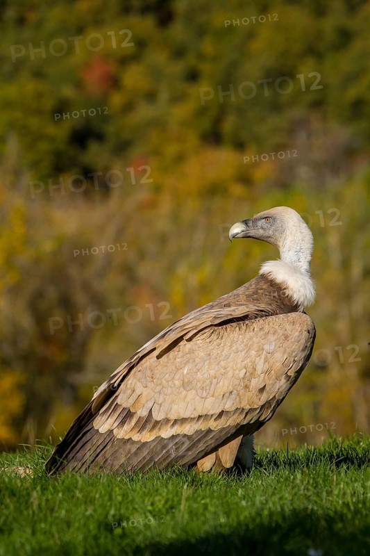 Griffon Vulture (Gyps fulvus), Castile and Leon, Spain