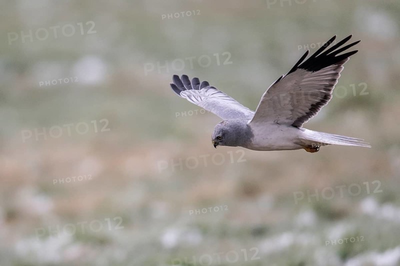 Hen harrier (Circus cyaneus), male, flying, Emsland, Lower Saxony, Germany