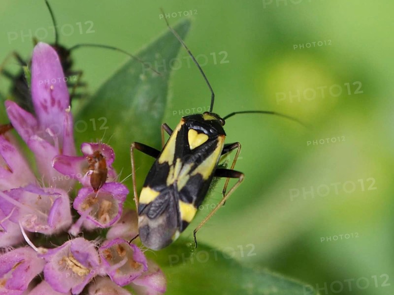 Close-up of a beetle with yellow markings, heart-shaped, aphid-hunting soft-bodied bug (Grypocoris sexguttatus), soft-bodied bug, on a purple flower, Goms, Canton of Valais, Switzerland