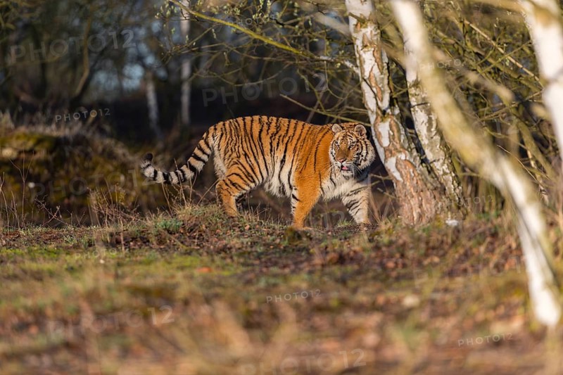 One young female Siberian Tiger, Panthera tigris altaica, running thru a birch tree forest. Early morning light