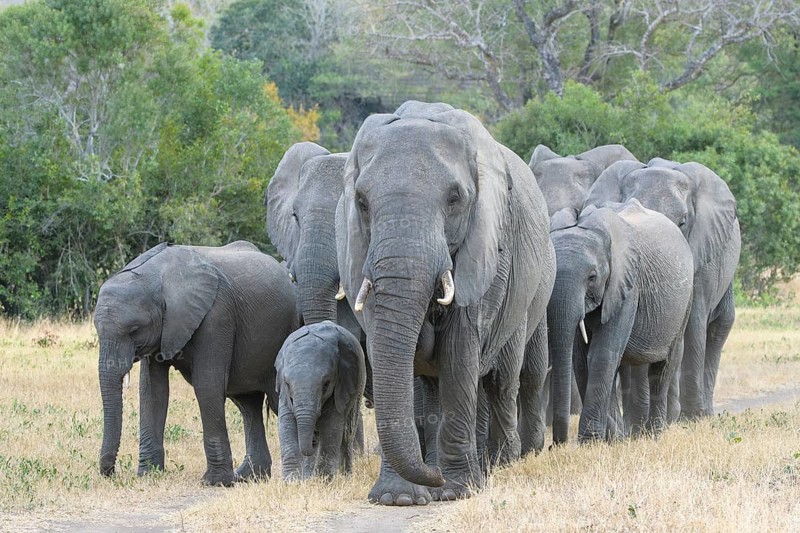 A herd of African bush elephants, (Loxodonta africana), Sabi Sands Game Reserve, Mpumalanga, South Africa