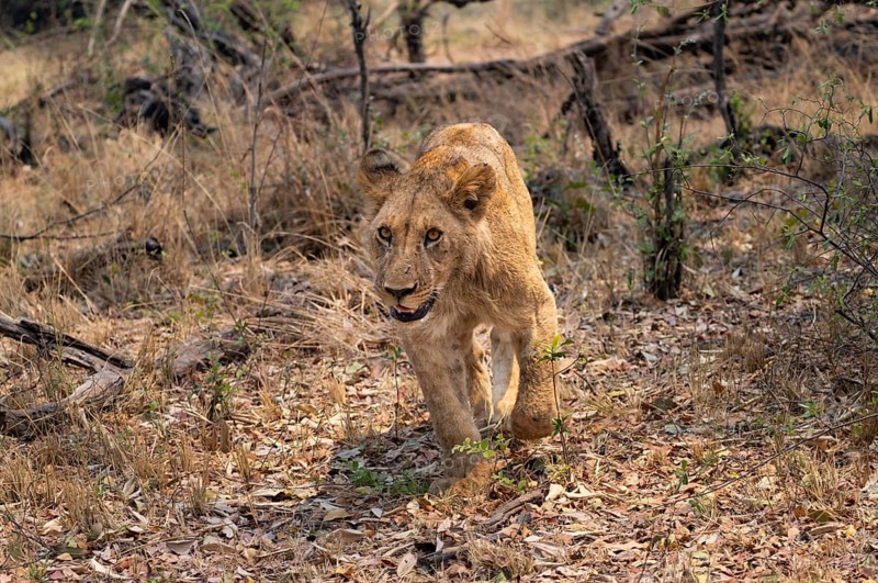 Lion (Panthera leo), young, Moremi Game Reserve, Botswana