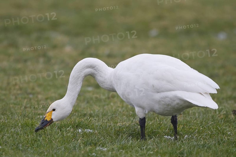 Tundra Swan (Cygnus columbianus bewickii) foraging, Netherlands