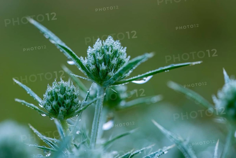 Apiaceae, umbellites, eryngium campestre, field man litter, common fallow thistle, man litter, thistle, rolled thistle, field eryngo, flora, plants, plants
