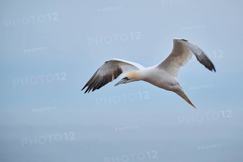 Northern gannet (Morus bassanus) flying over the sea, wildlife, Heligoland, Germany