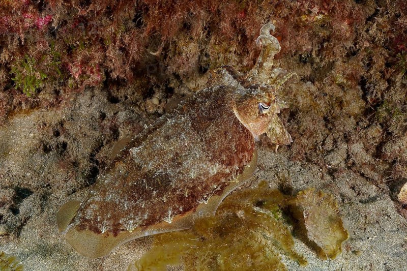 A cuttlefish with an elegant bearing, the common cuttlefish (Sepia officinalis), camouflaged in the sand, Faro Reef dive site, Arguineguín, Gran Canaria, Spain, Atlantic Ocean