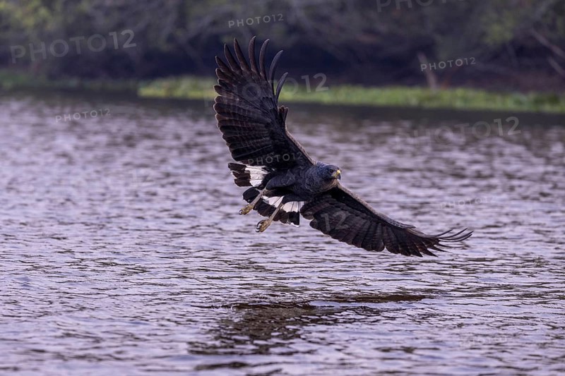 Black buzzard (Buteogallus urubitinga), approaching prey, Pantanal, Brazil