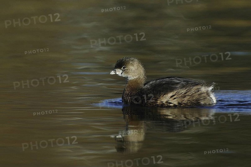 Pied-billed Grebe (Podilymbus podiceps), California, USA