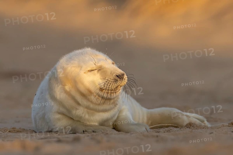 Atlantic grey seal (Halichoerus grypus) juvenile baby pup animal sleeping on sand of a beach, England, United Kingdom
