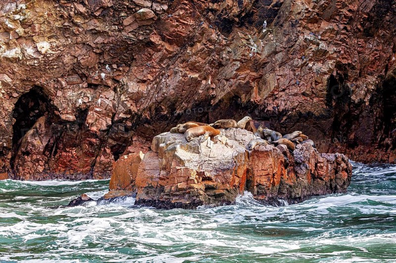 Several sea lions are lying on a rocky outcrop surrounded by rolling waves. The South American sea lions on the rocks of the Islas Ballestas near Paracas in Peru (Otaria byronia)