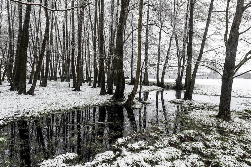 Black alder (Alnus glutinosa) in a snowy floodplain landscape, Emsland, Lower Saxony, Germany
