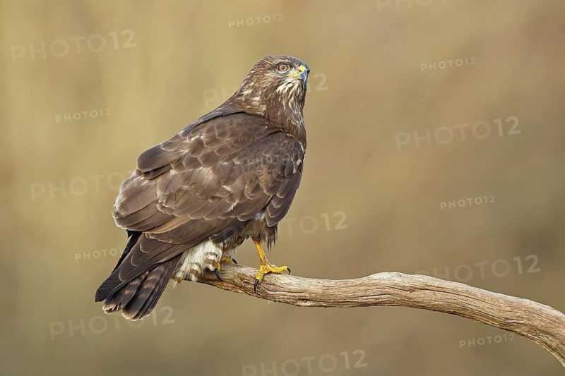 Common buzzard (Buteo buteo), sitting on a branch, Wilnsdorf, North Rhine-Westphalia, Germany