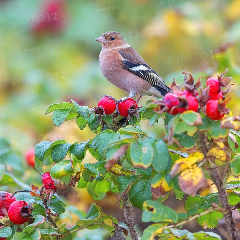 Chaffinch, (Fringilla coelebs), animals, birds, perch, finch family, Lesbos Island, Schleswig-Holstein, Greece