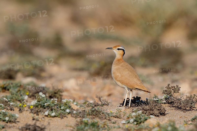 Cream-colored Courser (Cursorius cursor), Fuerteventura, Spain