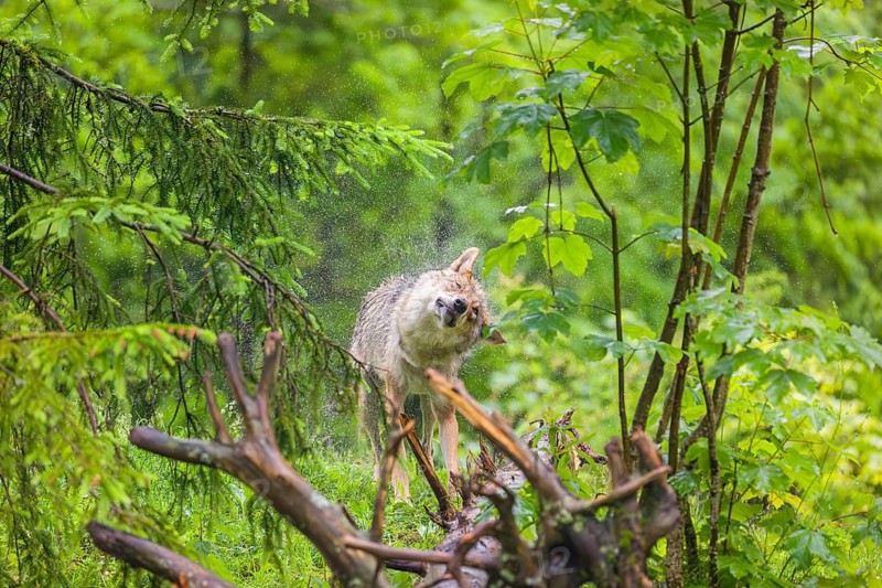 A female eurasian gray wolf (Canis lupus lupus) stands on a meadow on a hill and shakes off the rain of its fur