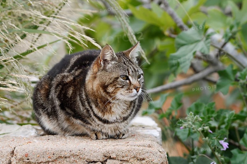 House cat lying on a wall, Algarve, Portugal