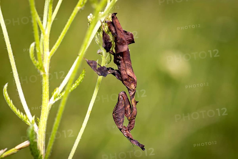 An insect camouflages itself on a green plant: a phantom mantis in a meadow near Windhoek in Namibia (Phyllocrania paradoxa)