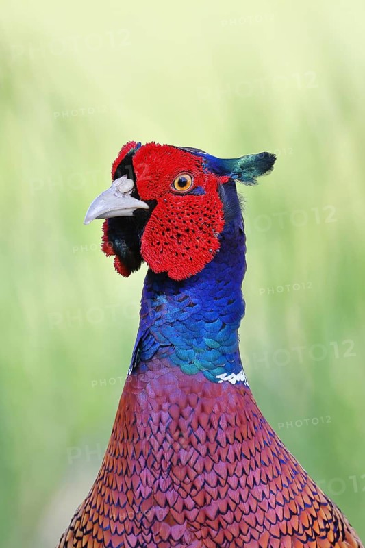 Pheasant, common pheasant (Phasianus colchicus), adult male bird in a meadow, animal portrait, wildlife, Lembruch, Ochsen Moor, Dümmer nature park Park, Lower Saxony, Germany