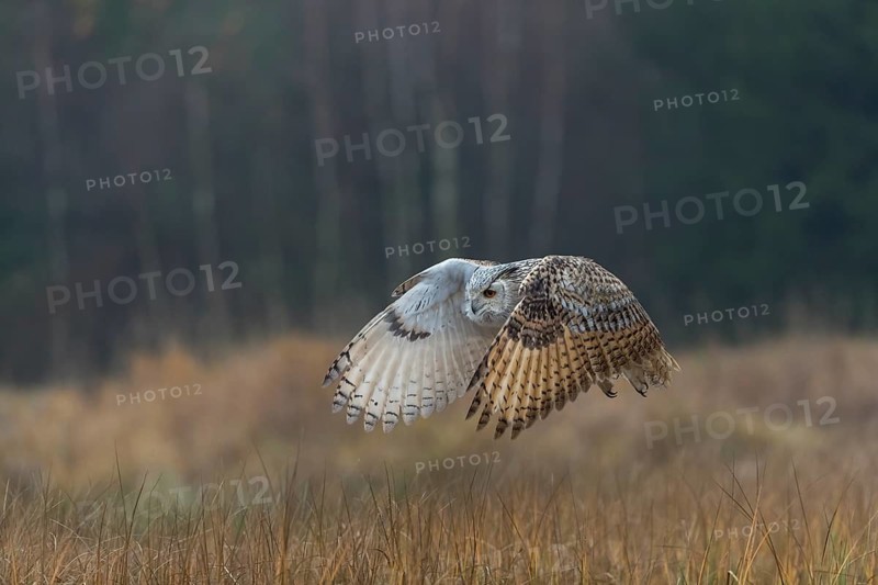 One Siberian Eagle Owl (Bubo bubo sibiricus) flying over tall reed grass lakeshore on an autumnal misty cold morning