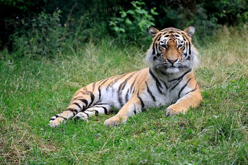 Siberian tiger (Panthera tigris altaica), adult, alert, lying in the grass