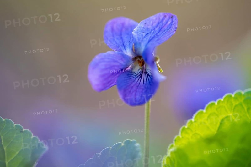Wood violet (Viola reichenbachiana), Lutten, Lower Saxony, Germany