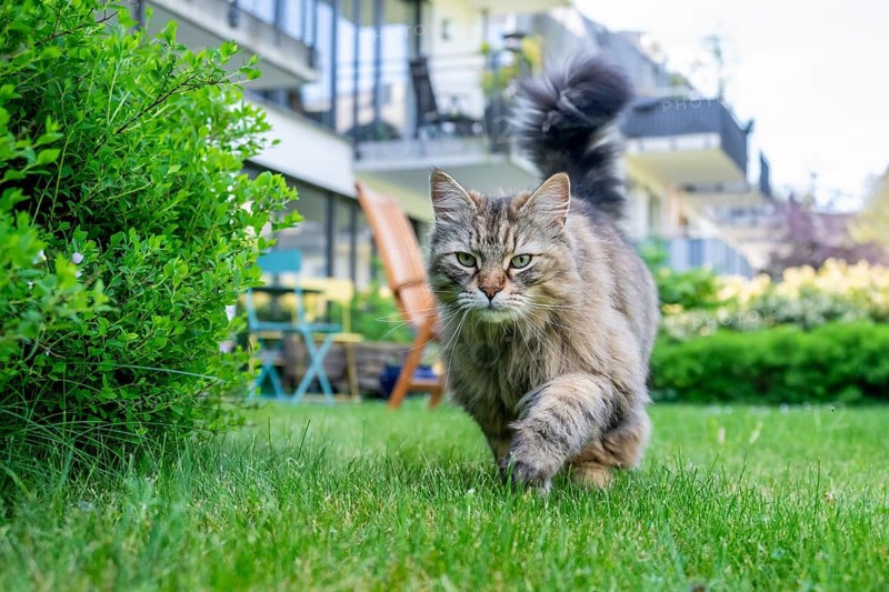 Siberian cat, pedigree cat running across grass in a garden, symbolic photo cat in the garden